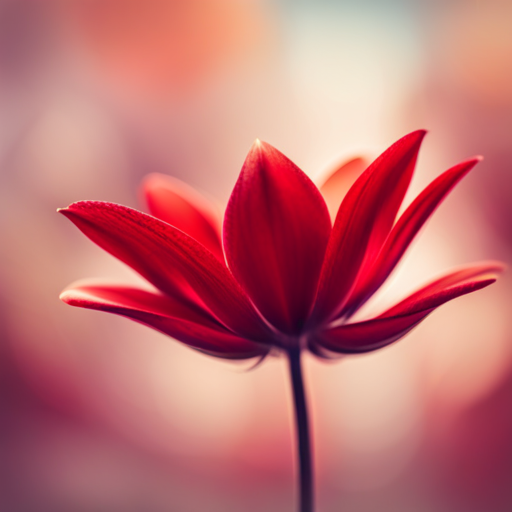 macro, close-up, focus, petals, vibrant red, romantic, nature, contrast, bokeh, beauty, elegance, soft focus, detail